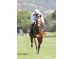  Carrera: P.Primer Paso Caballo: Arzua Monta: V.Janacek